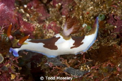 Nudibranch by Todd Moseley 